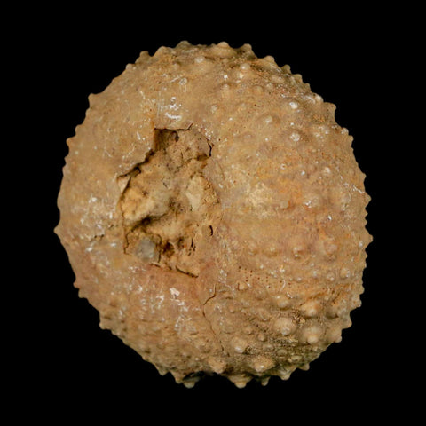 41MM Detailed Fossil Tetragramma Marticense Sea Urchin Echinoid Cretaceous