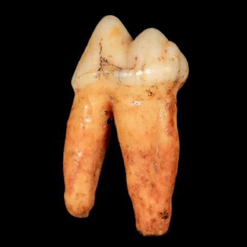 1.2" Extinct Cave Bear Ursus Spelaeus Pre-Molar Tooth Rooted Pleistocene Age COA - Fossil Age Minerals