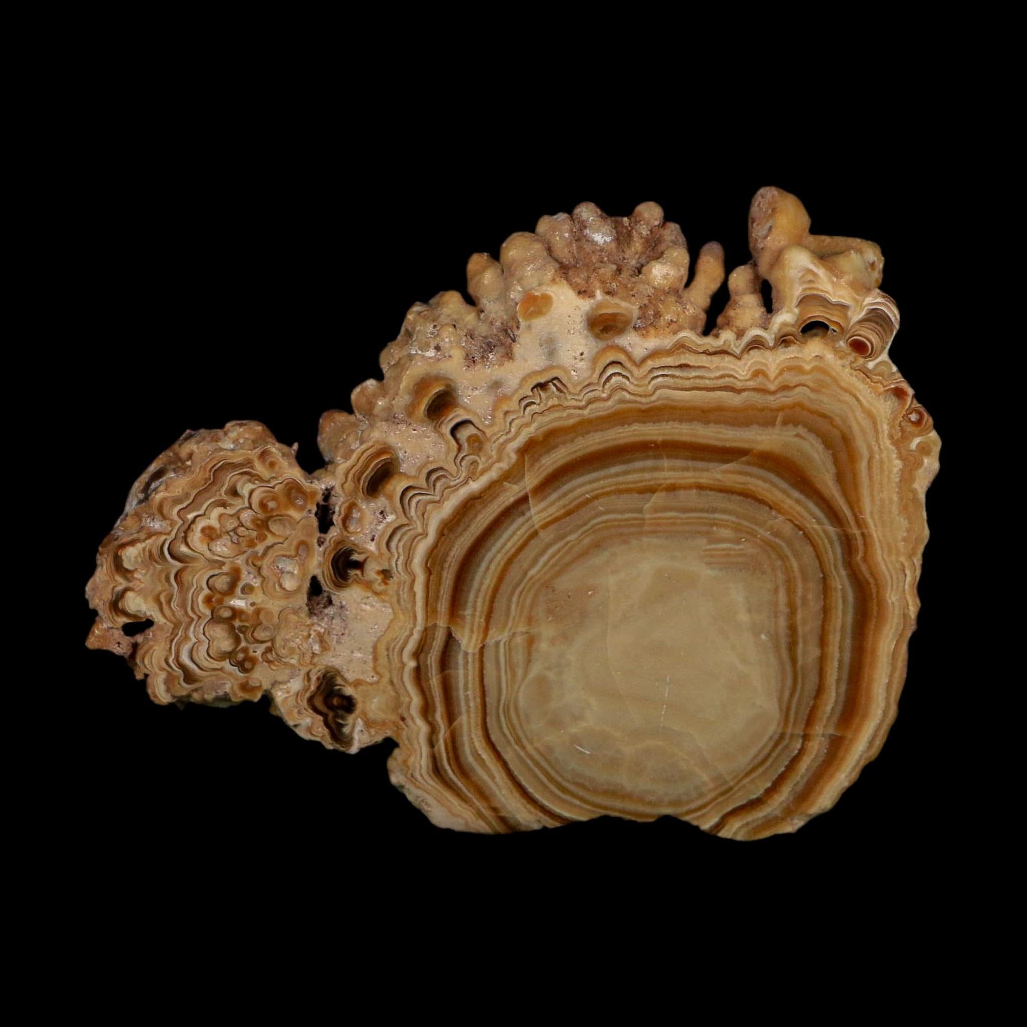 4.4" Aragonite Stalactite Slice Cave Calcite Crystal Mineral Specimen Morocco