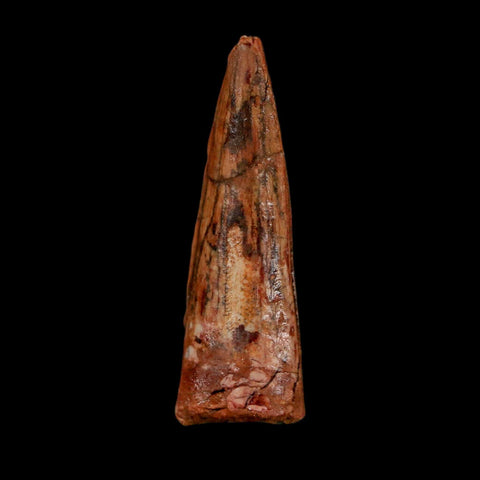 1.8" Spinosaurus Fossil Tooth 100 Million Years Old Cretaceous Dinosaur COA Stand - Fossil Age Minerals