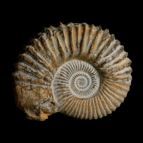 5.3" Acanthoceras Ammonite Fossil Agadir Morocco 360 Million Year Old COA - Fossil Age Minerals