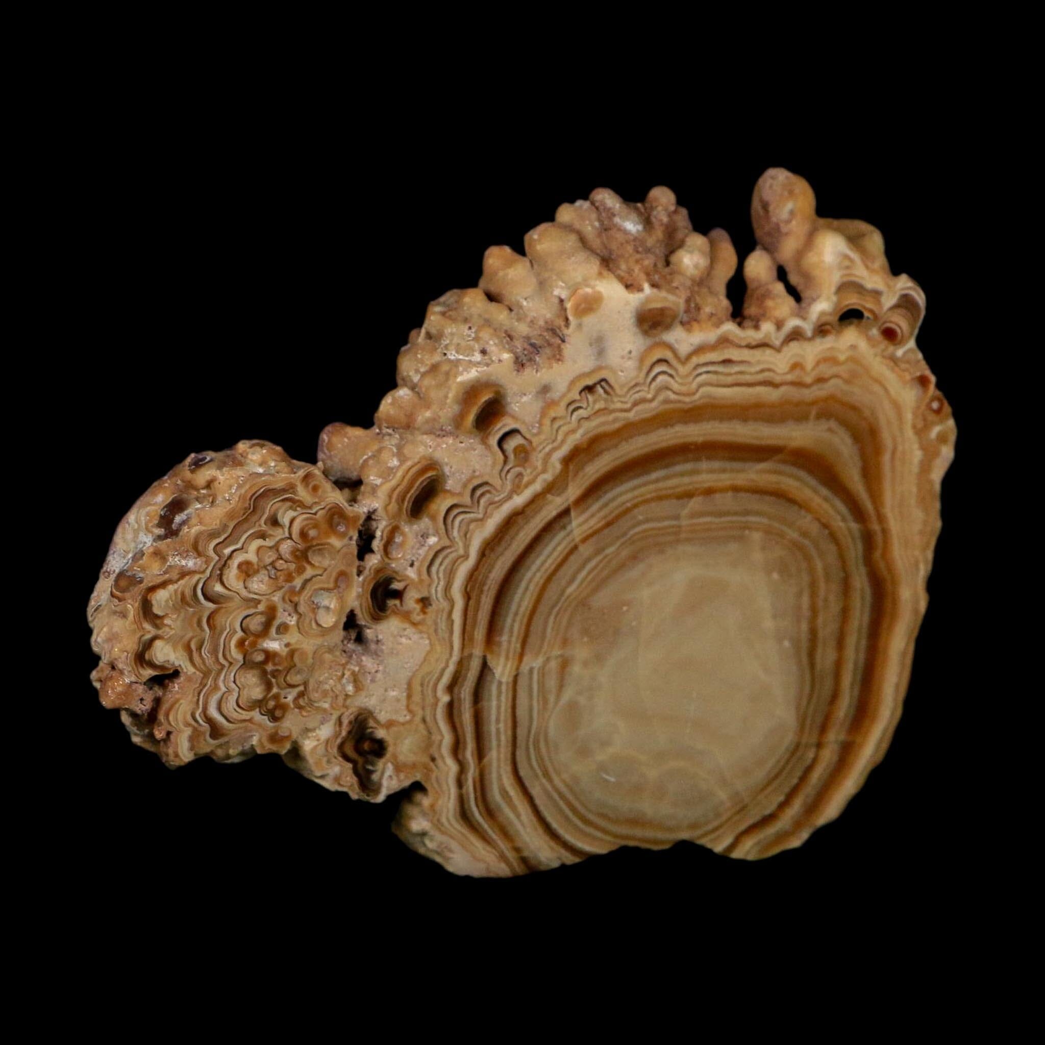 4.4" Aragonite Stalactite Slice Cave Calcite Crystal Mineral Specimen Morocco