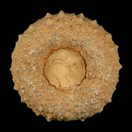37MM Detailed Fossil Tetragramma Marticense Sea Urchin Echinoid Cretaceous