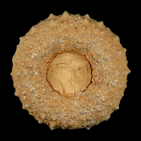 37MM Detailed Fossil Tetragramma Marticense Sea Urchin Echinoid Cretaceous