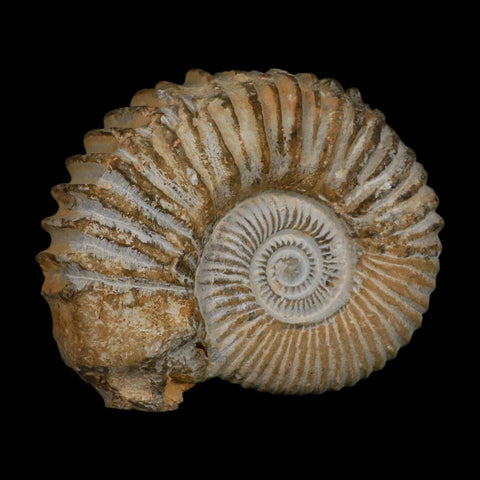 5.3" Acanthoceras Ammonite Fossil Agadir Morocco 360 Million Year Old COA - Fossil Age Minerals