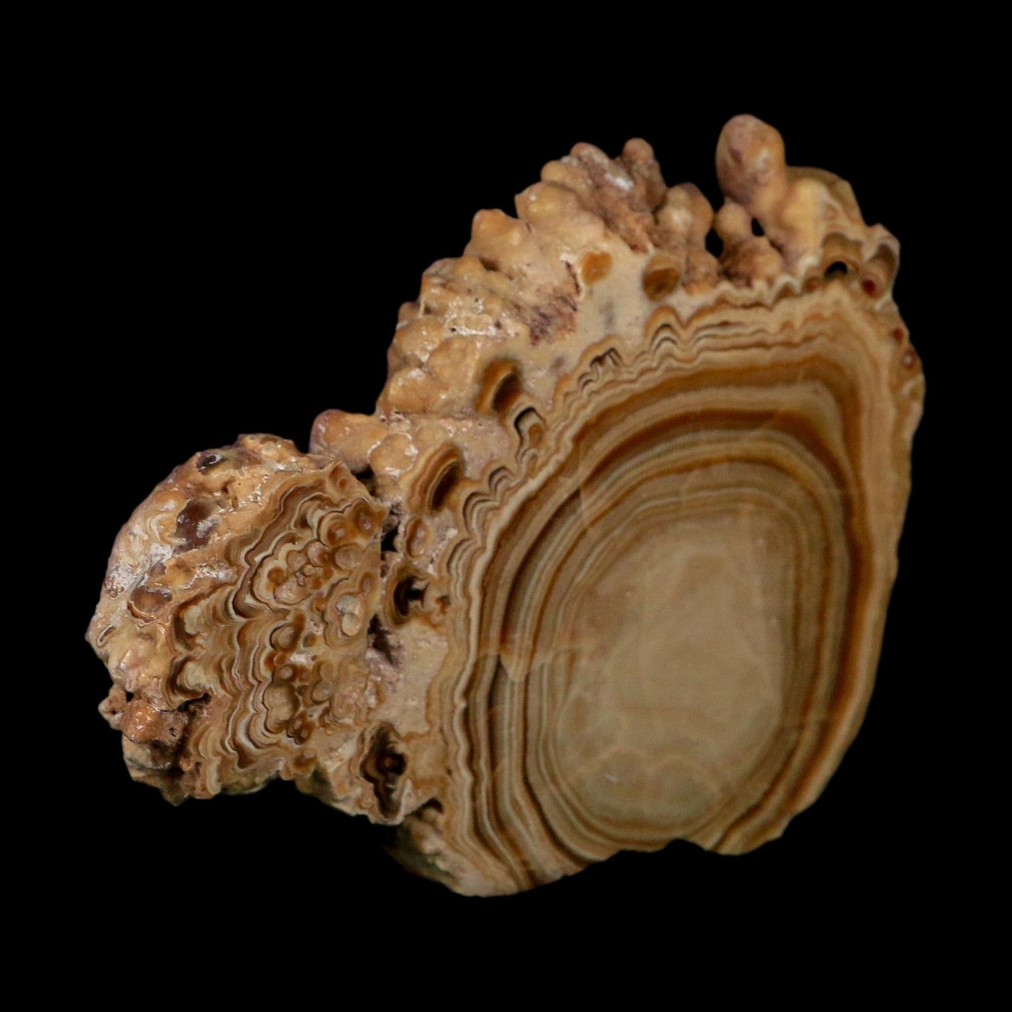 4.4" Aragonite Stalactite Slice Cave Calcite Crystal Mineral Specimen Morocco