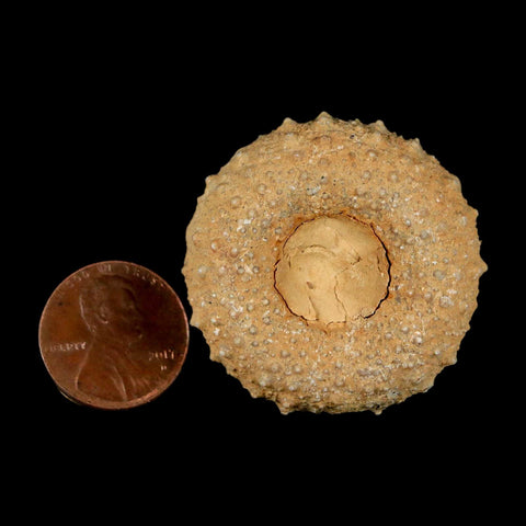 37MM Detailed Fossil Tetragramma Marticense Sea Urchin Echinoid Cretaceous