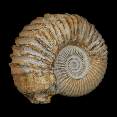 5.3" Acanthoceras Ammonite Fossil Agadir Morocco 360 Million Year Old COA - Fossil Age Minerals