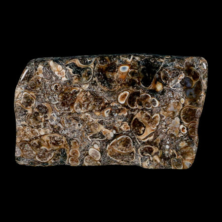 2.4" Polished Cut Slab Of Fossil Turritella Shells Eocene Age Wyoming Gastropod Shells