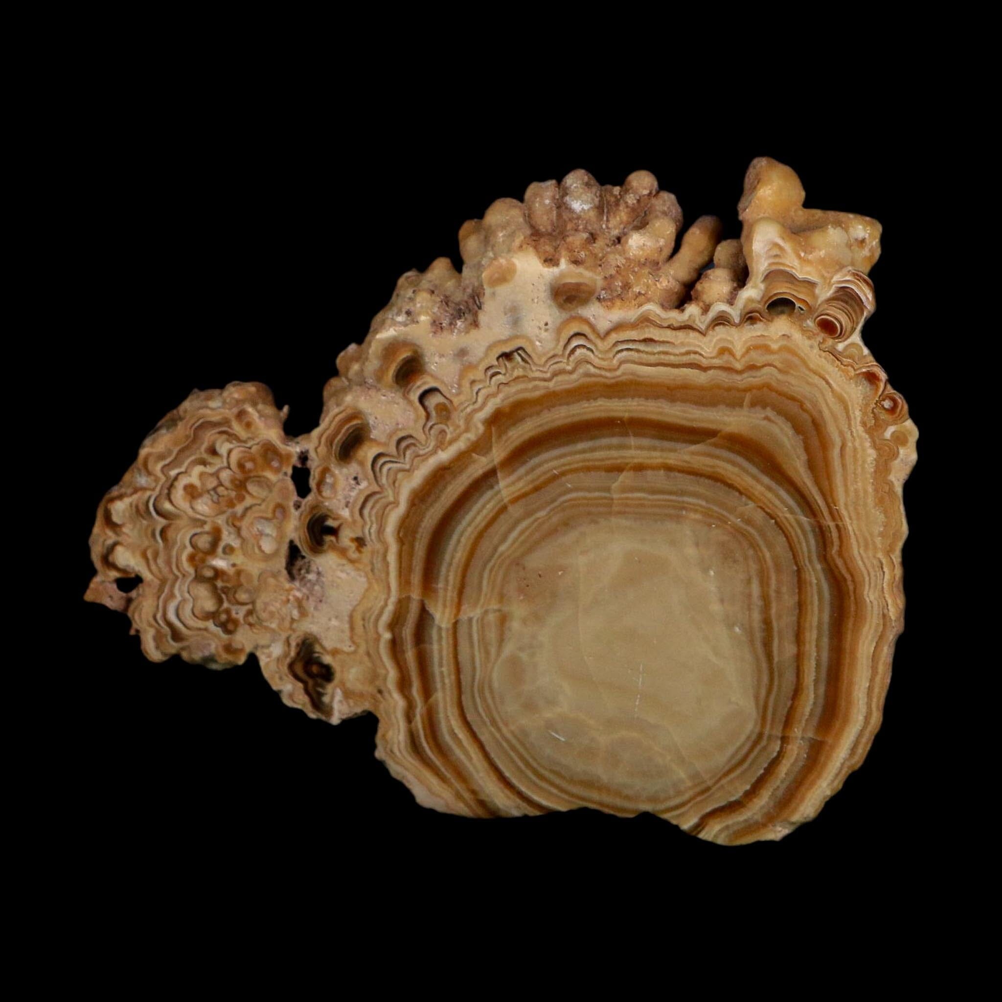 4.4" Aragonite Stalactite Slice Cave Calcite Crystal Mineral Specimen Morocco