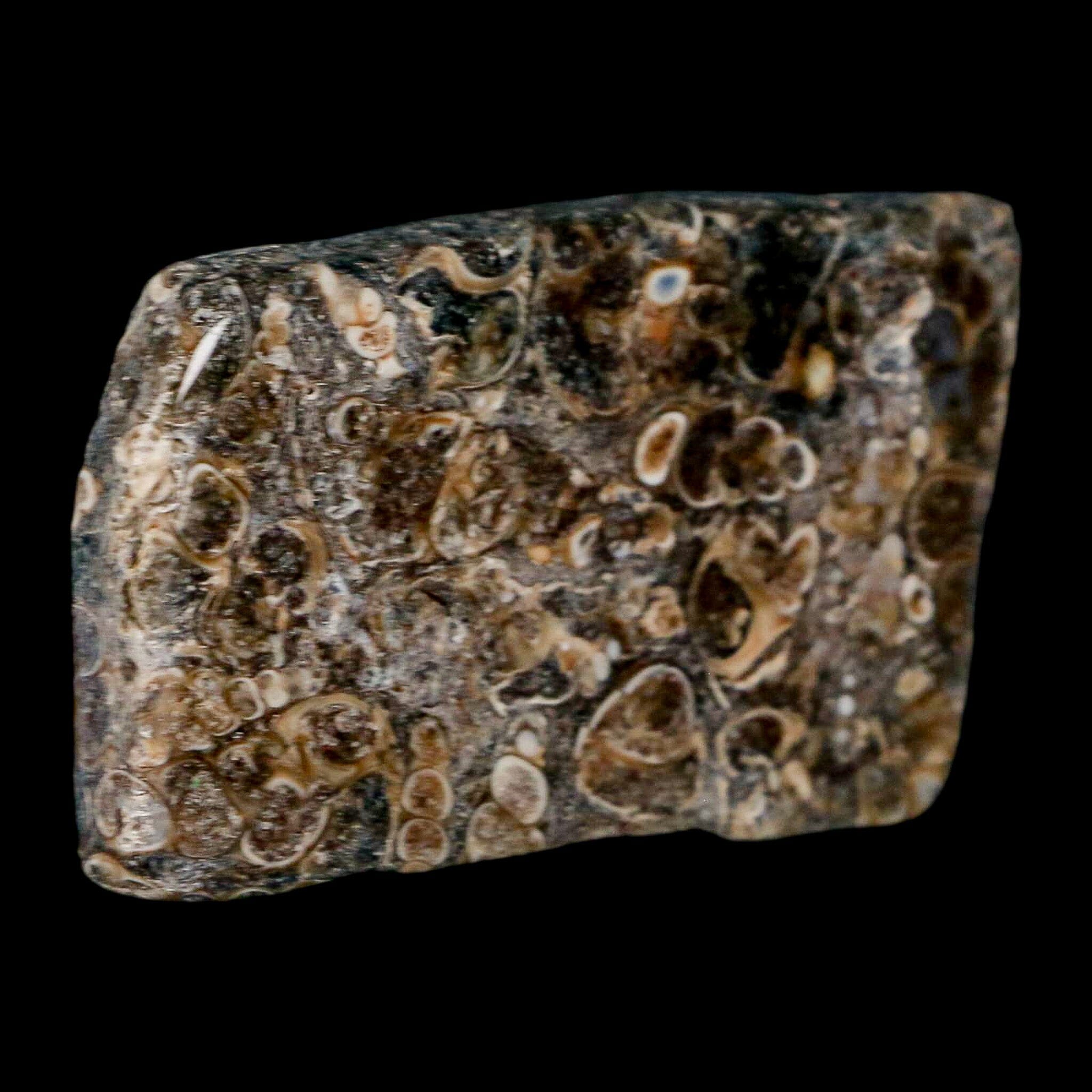 2.4" Polished Cut Slab Of Fossil Turritella Shells Eocene Age Wyoming Gastropod Shells - Fossil Age Minerals