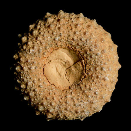 37MM Detailed Fossil Tetragramma Marticense Sea Urchin Echinoid Cretaceous