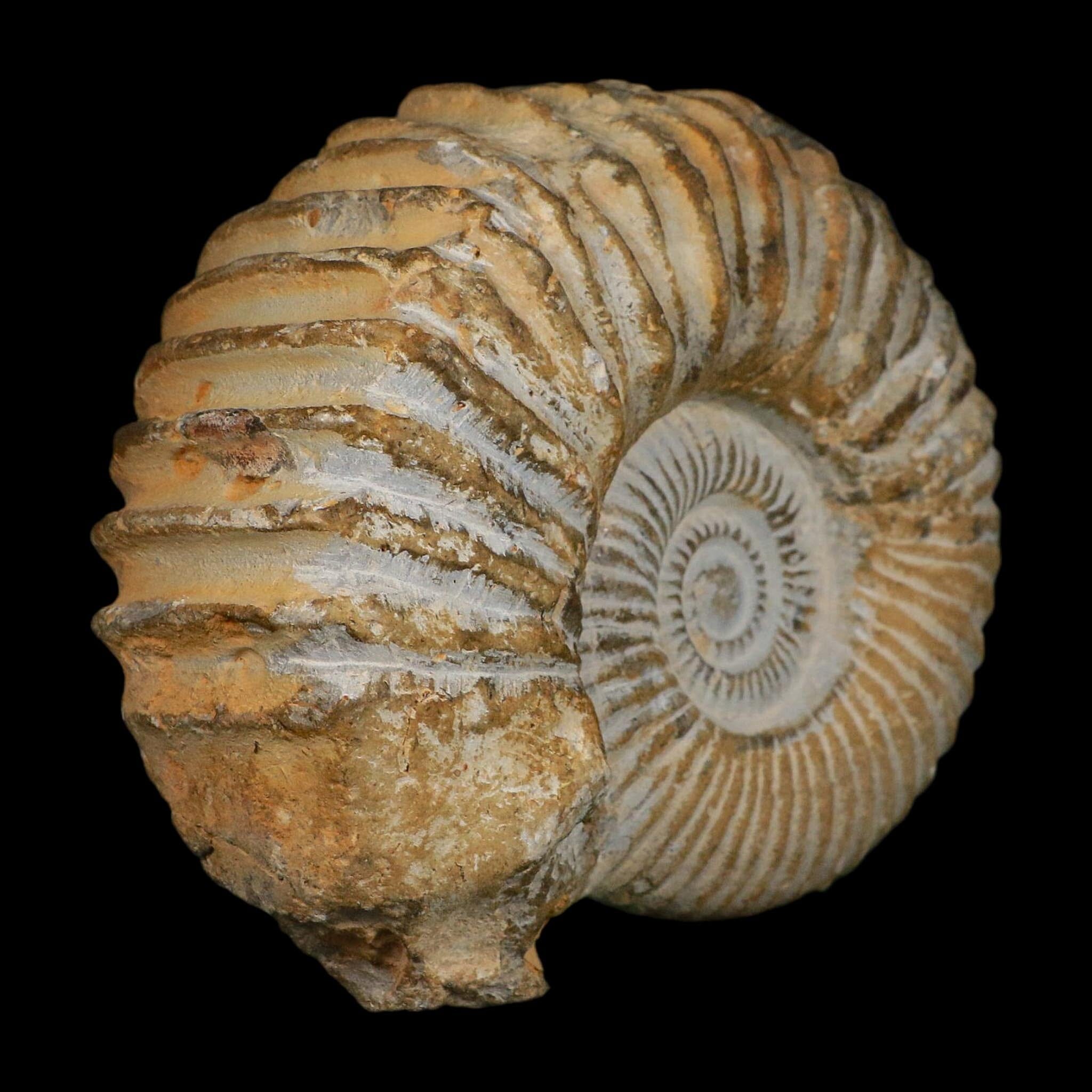 5.3" Acanthoceras Ammonite Fossil Agadir Morocco 360 Million Year Old COA - Fossil Age Minerals