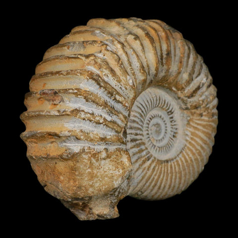 5.3" Acanthoceras Ammonite Fossil Agadir Morocco 360 Million Year Old COA - Fossil Age Minerals