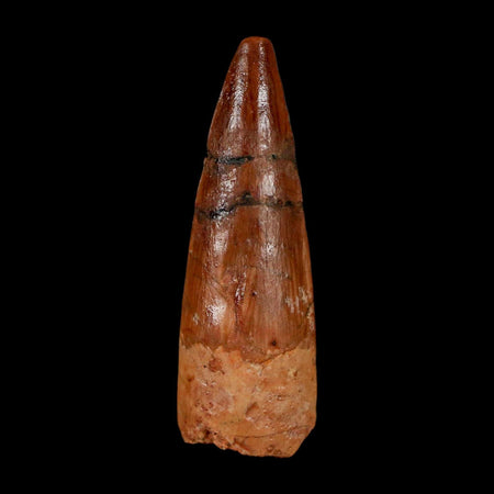 1.6" Spinosaurus Fossil Tooth 100 Million Years Old Cretaceous Dinosaur COA Stand