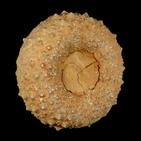 37MM Detailed Fossil Tetragramma Marticense Sea Urchin Echinoid Cretaceous