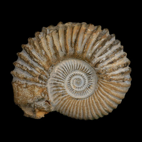 5.3" Acanthoceras Ammonite Fossil Agadir Morocco 360 Million Year Old COA - Fossil Age Minerals