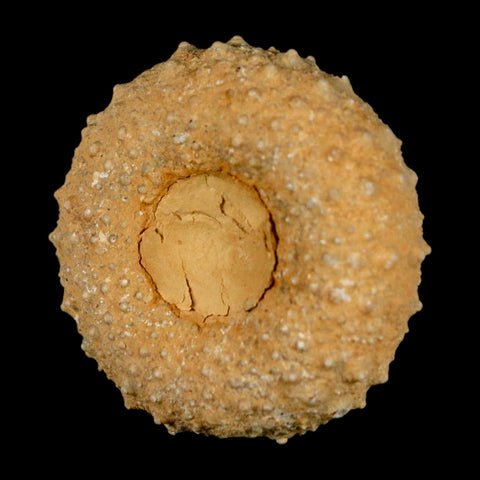37MM Detailed Fossil Tetragramma Marticense Sea Urchin Echinoid Cretaceous