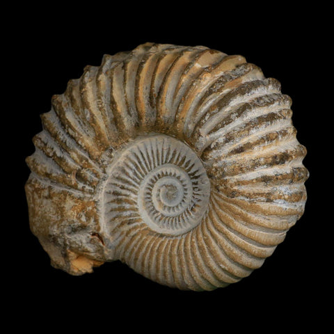 5.3" Acanthoceras Ammonite Fossil Agadir Morocco 360 Million Year Old COA - Fossil Age Minerals