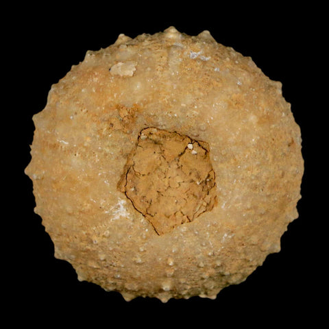 37MM Detailed Fossil Tetragramma Marticense Sea Urchin Echinoid Cretaceous