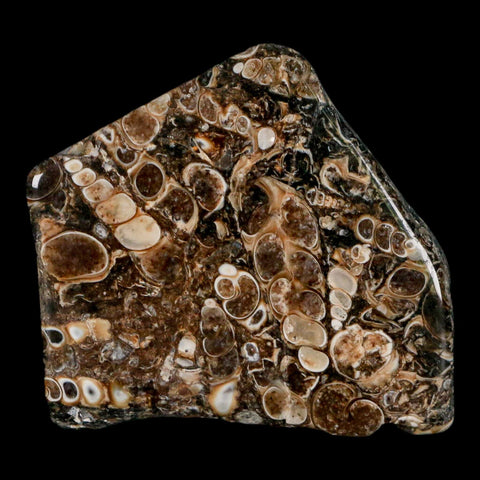 2.1" Polished Cut Slab Of Fossil Turritella Shells Eocene Age Wyoming Gastropod Shells - Fossil Age Minerals