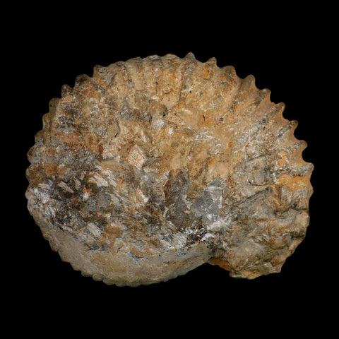 5.3" Acanthoceras Ammonite Fossil Agadir Morocco 360 Million Year Old COA - Fossil Age Minerals