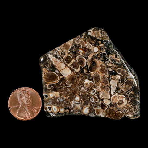 2.1" Polished Cut Slab Of Fossil Turritella Shells Eocene Age Wyoming Gastropod Shells - Fossil Age Minerals