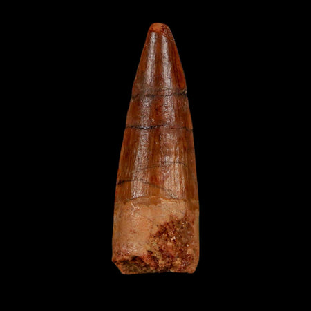 1.6" Spinosaurus Fossil Tooth 100 Million Years Old Cretaceous Dinosaur COA Stand
