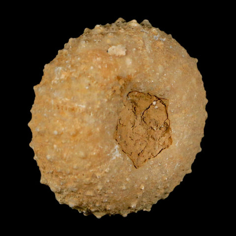 37MM Detailed Fossil Tetragramma Marticense Sea Urchin Echinoid Cretaceous