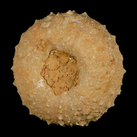 37MM Detailed Fossil Tetragramma Marticense Sea Urchin Echinoid Cretaceous