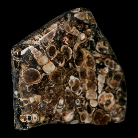 2.1" Polished Cut Slab Of Fossil Turritella Shells Eocene Age Wyoming Gastropod Shells - Fossil Age Minerals