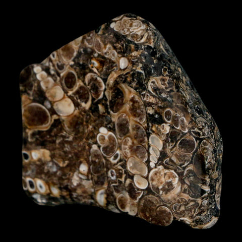 2.1" Polished Cut Slab Of Fossil Turritella Shells Eocene Age Wyoming Gastropod Shells - Fossil Age Minerals