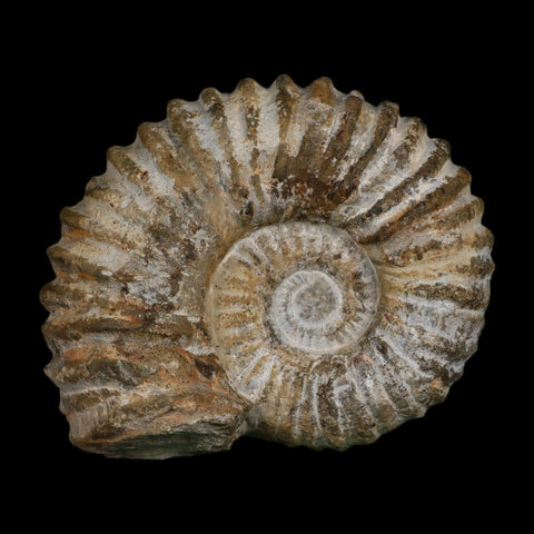5.1" Acanthoceras Ammonite Fossil Agadir Morocco 360 Million Year Old COA - Fossil Age Minerals