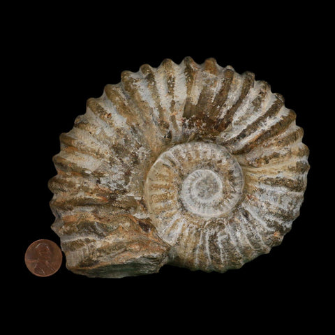 5.1" Acanthoceras Ammonite Fossil Agadir Morocco 360 Million Year Old COA - Fossil Age Minerals