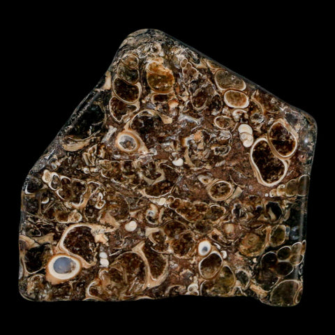 2.1" Polished Cut Slab Of Fossil Turritella Shells Eocene Age Wyoming Gastropod Shells - Fossil Age Minerals