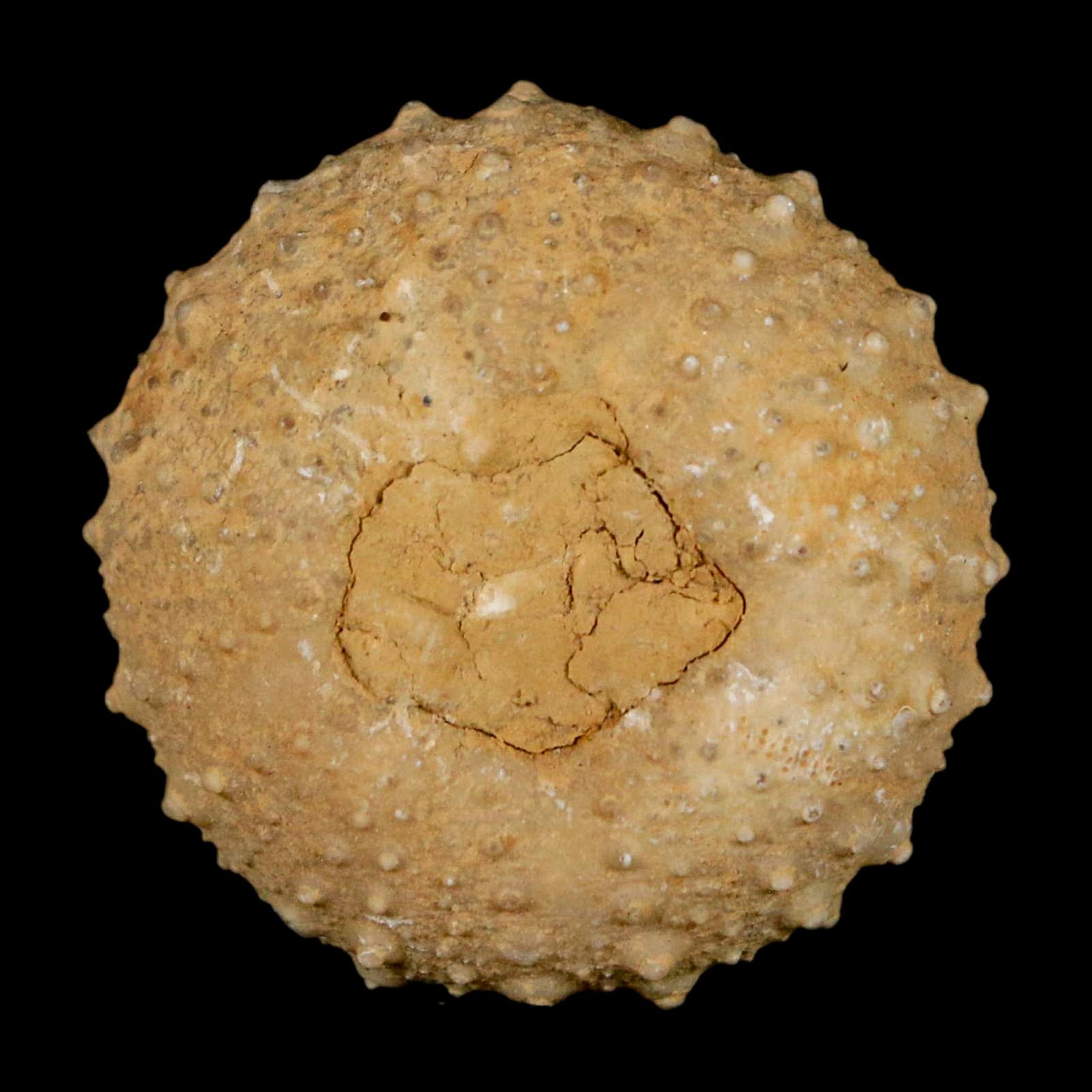 31MM Detailed Fossil Tetragramma Marticense Sea Urchin Echinoid Cretaceous - Fossil Age Minerals
