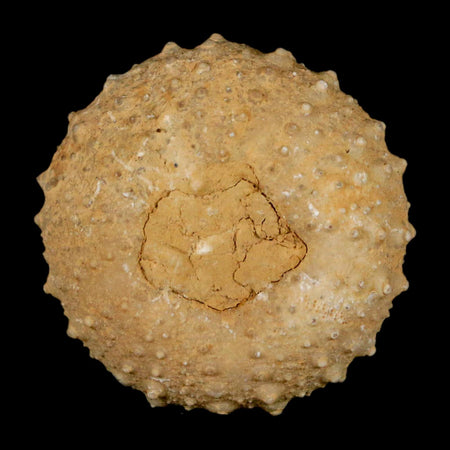 31MM Detailed Fossil Tetragramma Marticense Sea Urchin Echinoid Cretaceous