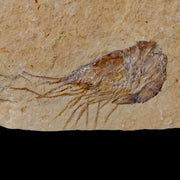 1.3" Fossil Shrimp Carpopenaeus Cretaceous Age 100 Mil Yrs Old Lebanon COA