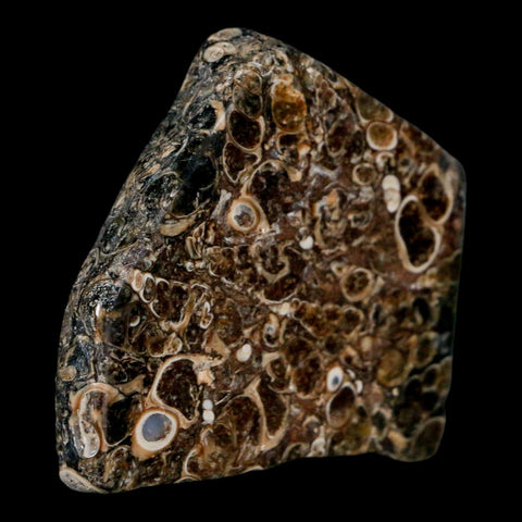 2.1" Polished Cut Slab Of Fossil Turritella Shells Eocene Age Wyoming Gastropod Shells - Fossil Age Minerals