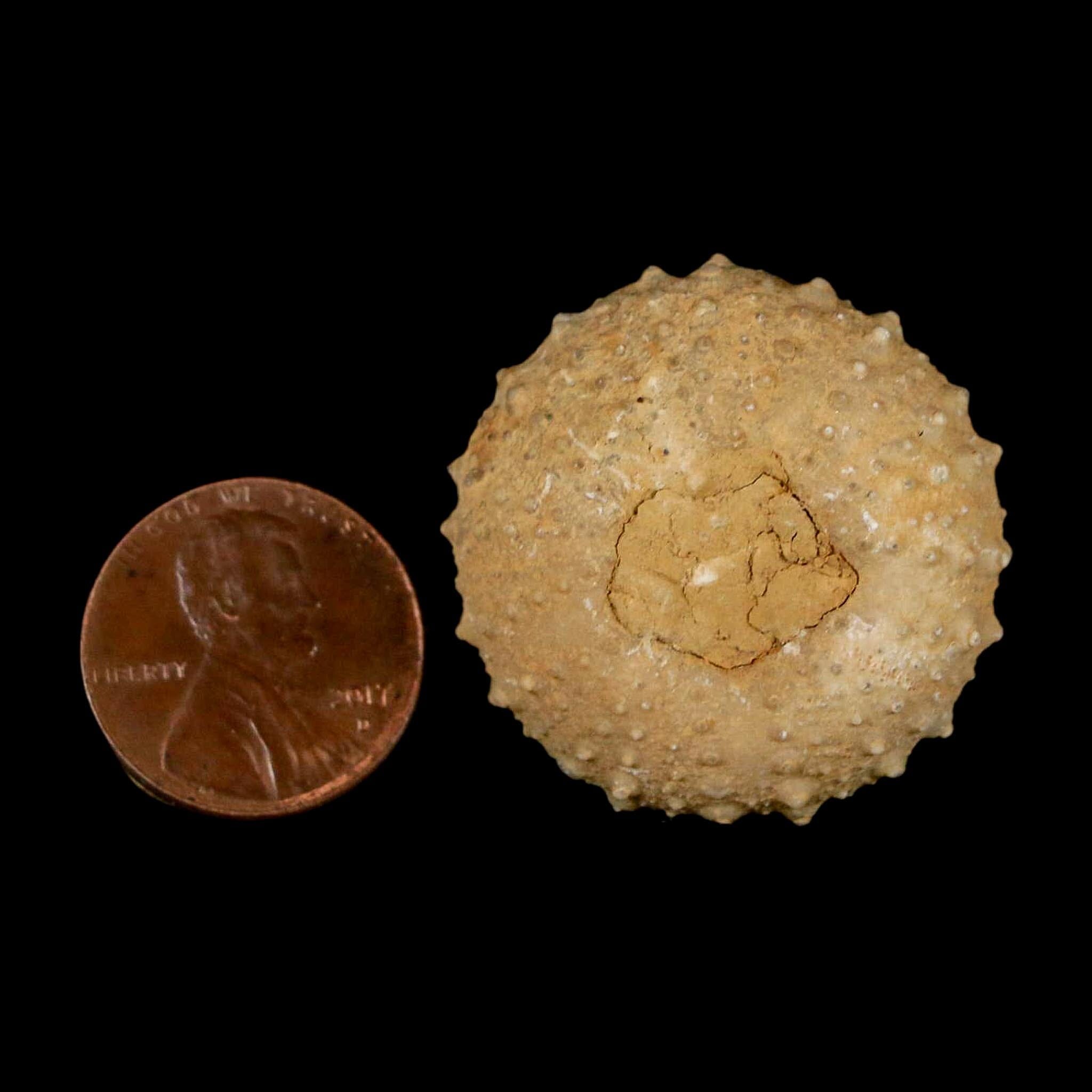 31MM Detailed Fossil Tetragramma Marticense Sea Urchin Echinoid Cretaceous - Fossil Age Minerals