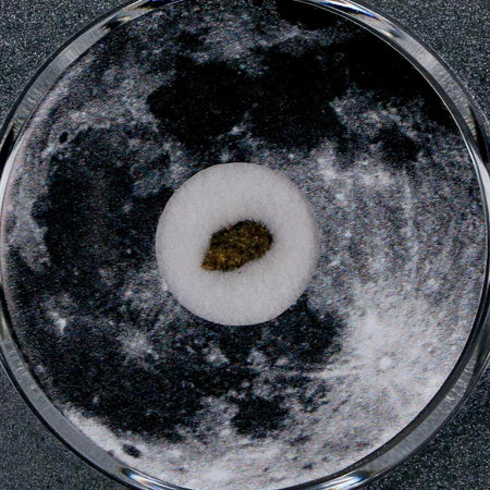 Moon Rock Lunar Meteorite Bechar 003 Algerian Sahara Desert Discovered 2022 COA