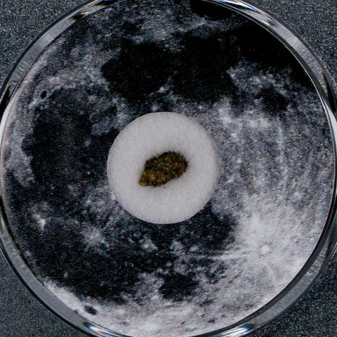 Moon Rock Lunar Meteorite Bechar 003 Algerian Sahara Desert Discovered 2022 COA