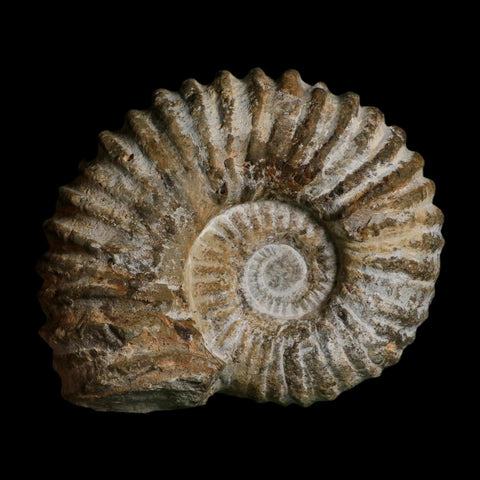5.1" Acanthoceras Ammonite Fossil Agadir Morocco 360 Million Year Old COA - Fossil Age Minerals