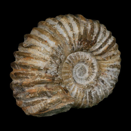 5.1" Acanthoceras Ammonite Fossil Agadir Morocco 360 Million Year Old COA