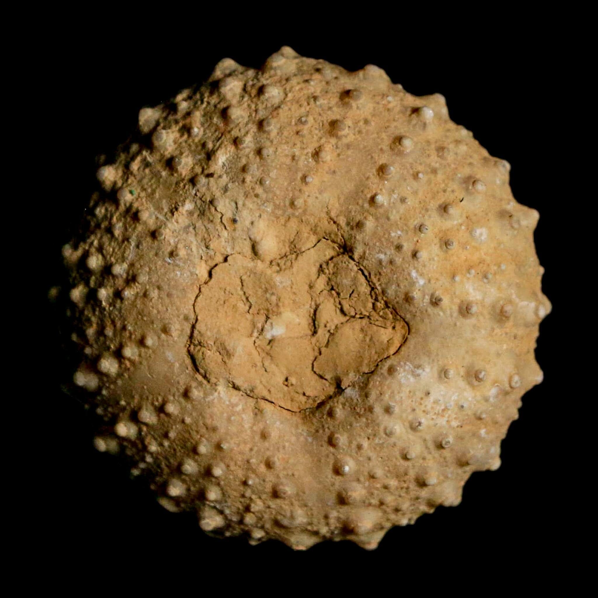 31MM Detailed Fossil Tetragramma Marticense Sea Urchin Echinoid Cretaceous - Fossil Age Minerals