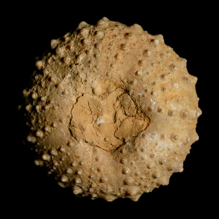 31MM Detailed Fossil Tetragramma Marticense Sea Urchin Echinoid Cretaceous