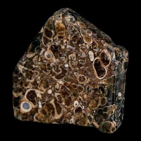 2.1" Polished Cut Slab Of Fossil Turritella Shells Eocene Age Wyoming Gastropod Shells - Fossil Age Minerals