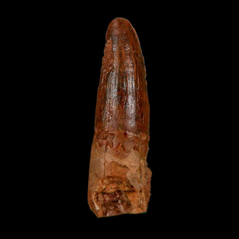 1.6" Spinosaurus Fossil Tooth 100 Million Years Old Cretaceous Dinosaur COA Stand - Fossil Age Minerals