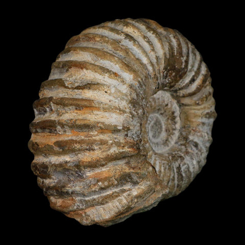 5.1" Acanthoceras Ammonite Fossil Agadir Morocco 360 Million Year Old COA - Fossil Age Minerals
