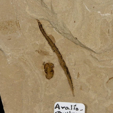 3.8" Fossil Avalio Phylum Plant Crane Fly Insect Green River FM Uintah Utah Eocene Age